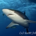 shark_silky_far_jar_h_0233_cub1513.jpg